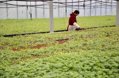 【鄉(xiāng)村振興】江蘇射陽鳳凰現(xiàn)代農(nóng)業(yè)園:綠色田園舞翩躚