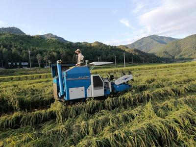 開善鄉(xiāng):社會化服務添&ldquo;三劑&rdquo;,利農富村強農業(yè)