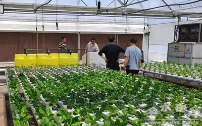 天水市農(nóng)業(yè)農(nóng)村局組織&ldquo;三區(qū)&rdquo;科技人才開展科技服務指導蔬菜生產(chǎn)(圖)