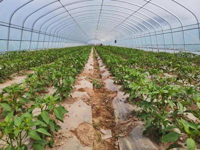 彭陽農(nóng)業(yè)農(nóng)村局和縣科協(xié)聯(lián)合開展農(nóng)業(yè)科技志愿者科普宣傳活動