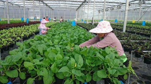 開創(chuàng)農(nóng)業(yè)新形勢的新農(nóng)人