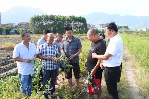 莆田市農科所科技人員赴仙游縣楊氏農業綜合開發開展科技服務
