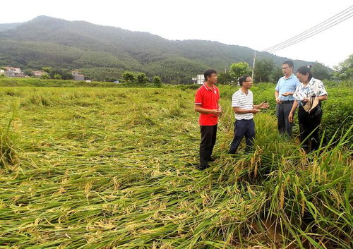 省農(nóng)科院肇慶分院科技服務(wù)當(dāng)?shù)剞r(nóng)業(yè)災(zāi)后復(fù)產(chǎn)