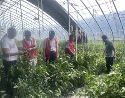 河南省果蔬產業科技特派員服務團深入睢縣開展科技服務，助力農業提質增效